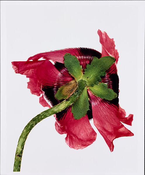 Irving Penn FLOWERS 初版 Irving Penn - Single Oriental Poppy, New York - The Metropolitan