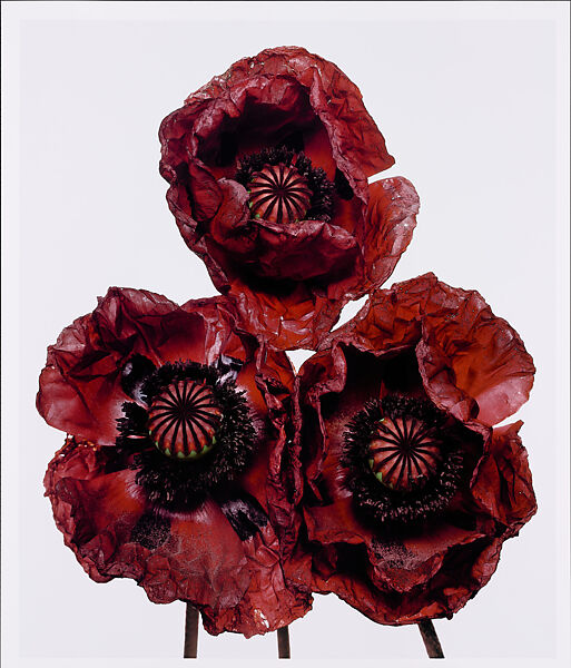 Three Poppies ‘Arab Chief’, New York, Irving Penn (American, Plainfield, New Jersey 1917–2009 New York), Dye transfer print 