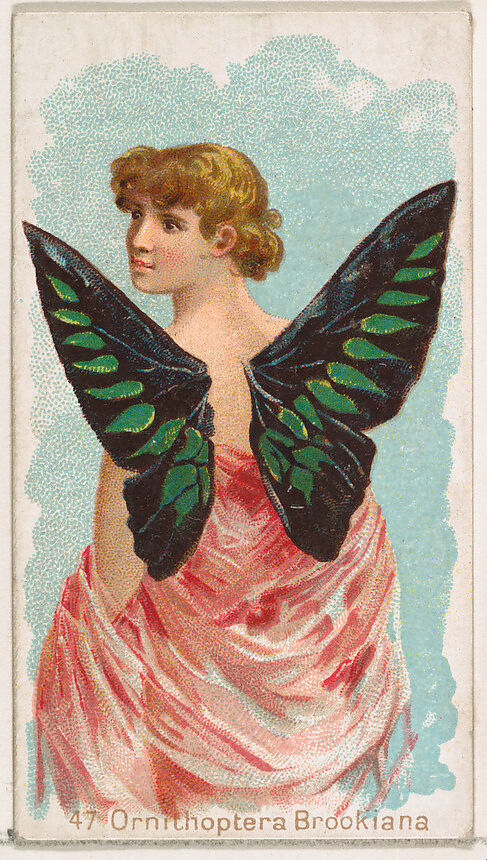 Card 47, Ornithoptera Brookiana, from the Butterflies series (N183) issued by Wm. S. Kimball & Co., Issued by William S. Kimball &amp; Company, Commercial color lithograph 