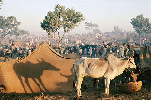 Bullocks for Sale, Pushkar Fair, Rajasthan, Raghubir Singh (Indian, 1942–1999), Chromogenic print 