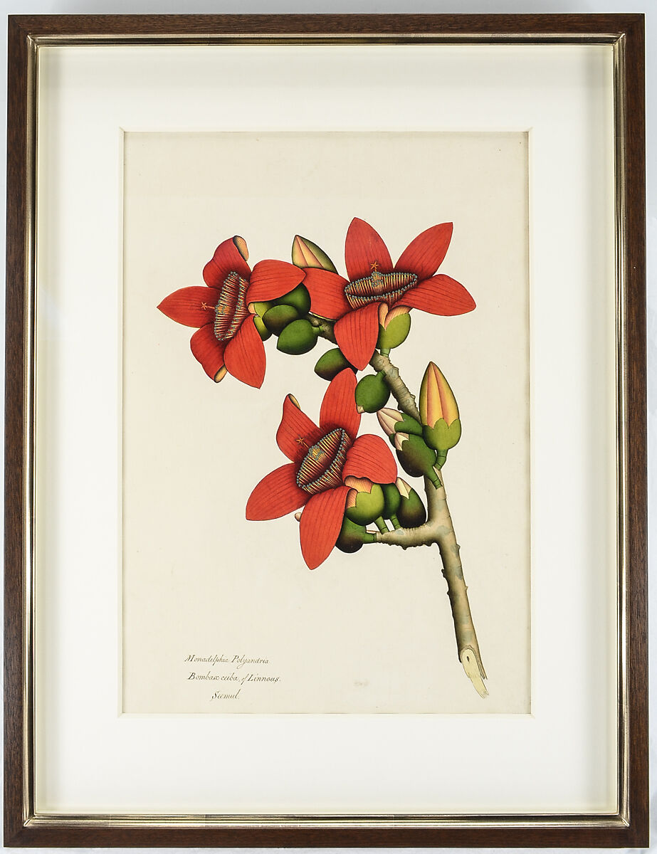 Cotton Tree Flowers, Ink and watercolor on paper