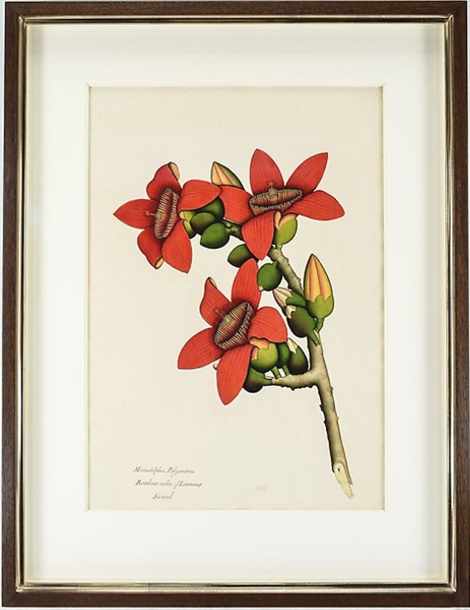 Cotton Tree Flowers, Ink and watercolor on paper