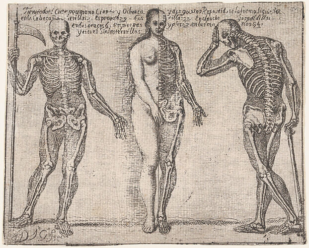 Studies of three skeleton, from the 'Principios para estudiar el Nobilísimo y Real arte de la Pintura' (Madrid 1693)