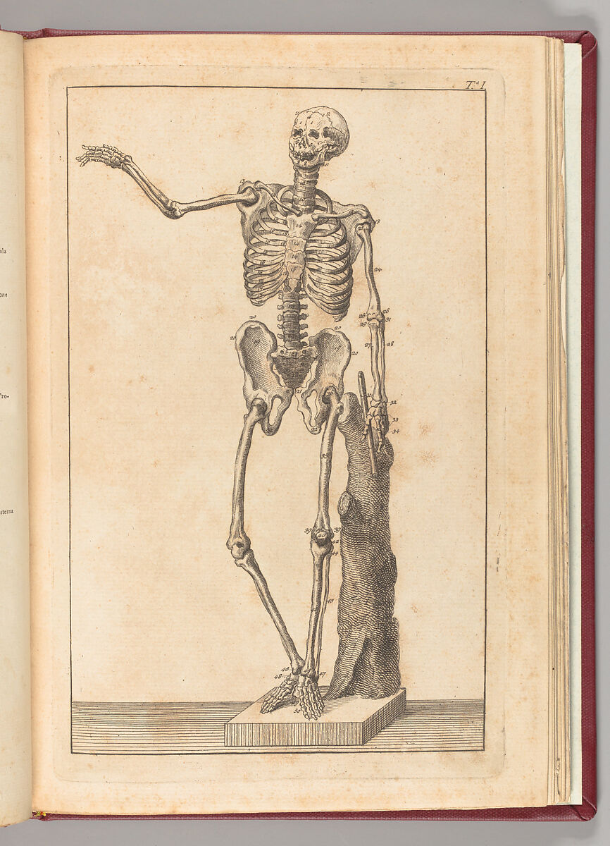 Istruzione elementare per gli studiosi della scultura, Francesco Carradori (Italian, Pistoia, 1747–1825)