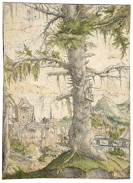 The Small Spruce, Albrecht Altdorfer (German, Regensburg ca. 1480–1538 Regensburg), Etching with watercolor 