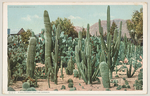 A California Cactus Garden, No. 6193, Issued by the Detroit Publishing Company (American), Photochrom 
