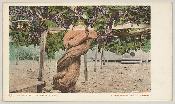 Grape Vine, Carpenteria, California, No. 6181, Issued by the Detroit Publishing Company (American), Photochrom 
