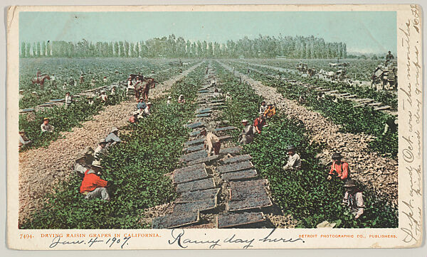 Drying Raisin Grapes in California, No. 7494, Issued by the Detroit Publishing Company (American), Photochrom 