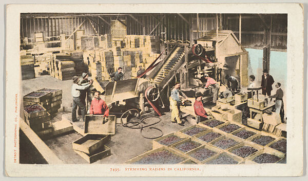 Stemming Raisins in California, No. 7495, Issued by the Detroit Publishing Company (American), Photochrom 