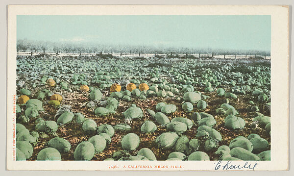 A California Melon Field, No. 7496, Issued by the Detroit Publishing Company (American), Photochrom 