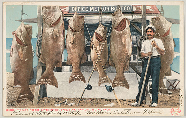 World's Record Catch of Sea Bass, Santa Catalina Island, California, No. 8400, Issued by the Detroit Publishing Company (American), Photochrom 