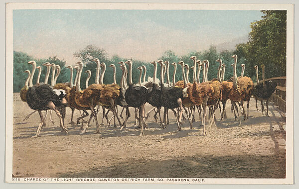 Charge of the Light Brigade, Cawston Ostrich Farm, South Pasadena, California, No. 9116, Issued by the Detroit Publishing Company (American), Photochrom 
