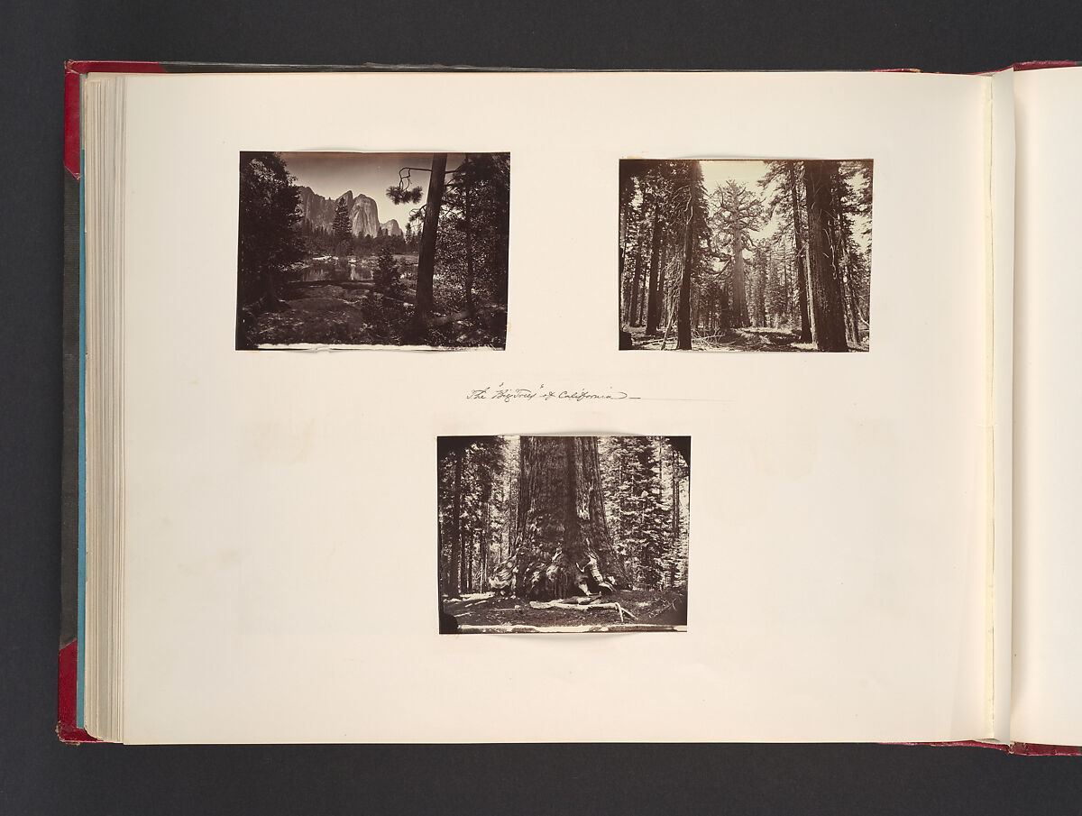 The Big Trees of California, Attributed to John Thomson (British, Edinburgh, Scotland 1837–1921 London), Albumen silver print from glass negative 