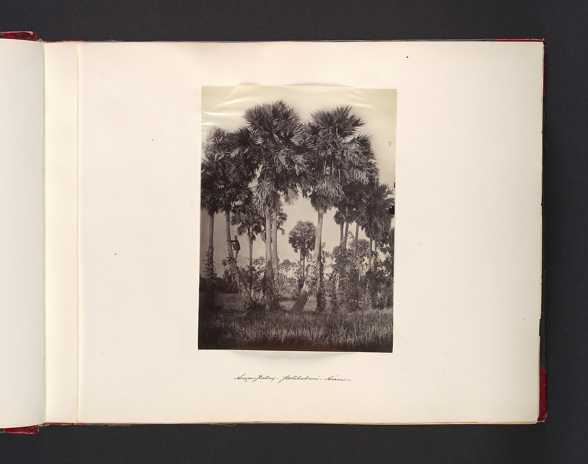 Sugar-Palms Petchaburi Siam, Attributed to John Thomson (British, Edinburgh, Scotland 1837–1921 London), Albumen silver print from glass negative 