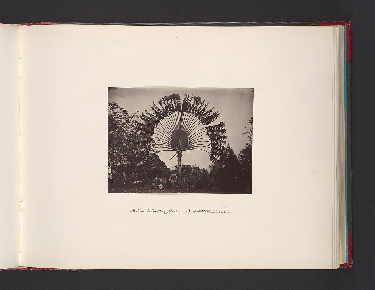 Fan or Traveler Palm of Southern India, Attributed to John Thomson (British, Edinburgh, Scotland 1837–1921 London), Albumen silver print from glass negative 
