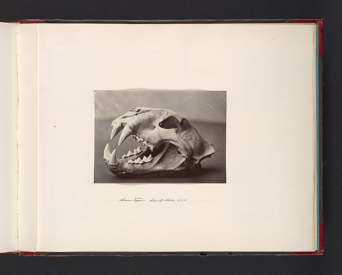 Siam Tiger. Size of Skull 13x8, Attributed to John Thomson (British, Edinburgh, Scotland 1837–1921 London), Albumen silver print from glass negative 
