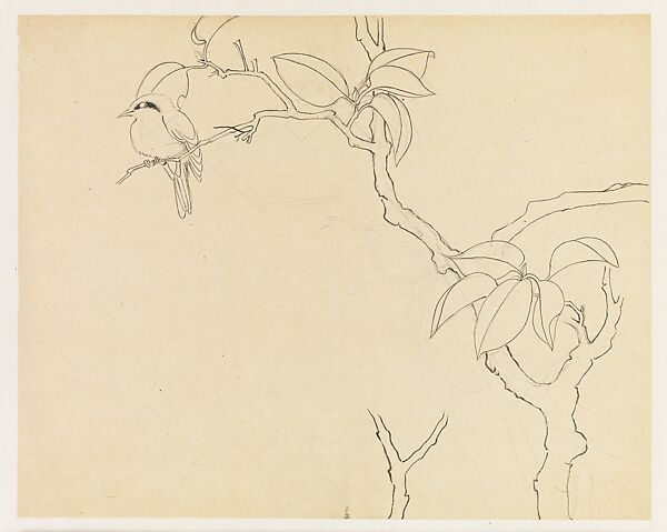 Bird on a Branch, Xie Zhiliu (Chinese, 1910–1997), Drawing; pencil and ink on paper, China 