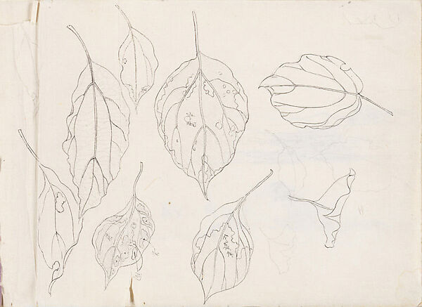 Leaf Studies, Xie Zhiliu (Chinese, 1910–1997), Sheet from a sketchbook; pencil and ink on paper, China 