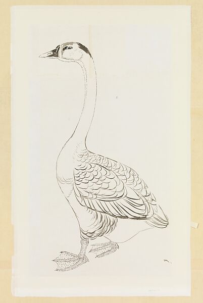 Goose, Xie Zhiliu (Chinese, 1910–1997), Drawing mounted as a hanging scroll; ink on tracing paper, China 