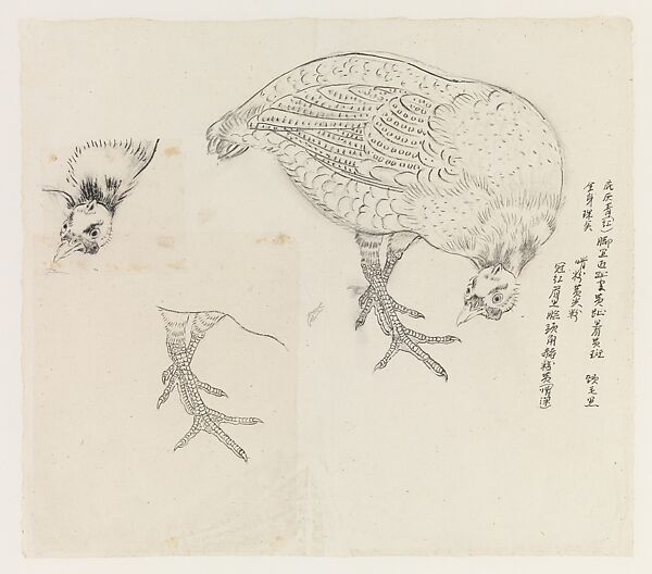Studies of a Bird, Xie Zhiliu (Chinese, 1910–1997), Drawing; ink and pencil on paper, China 