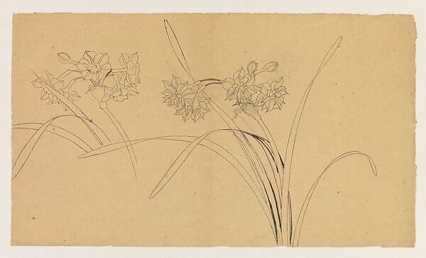 Narcissus, Xie Zhiliu (Chinese, 1910–1997), Drawing; ink and pencil on paper, China 