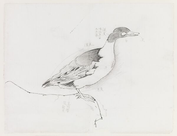 Duck, Xie Zhiliu (Chinese, 1910–1997), Drawing; ink and charcoal on paper, China 