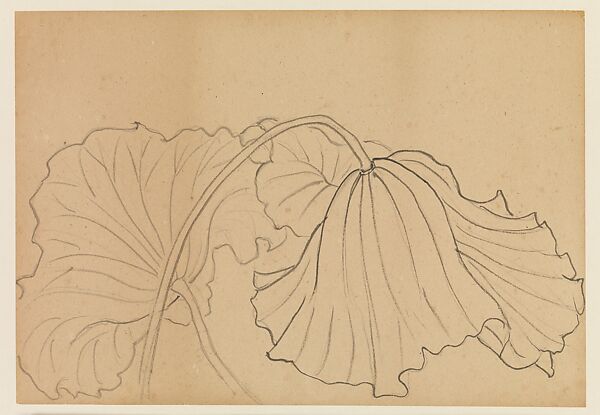 Lotus Studies, Xie Zhiliu (Chinese, 1910–1997), Drawings from a set of eighteen sheets; pencil and ink on paper, China 