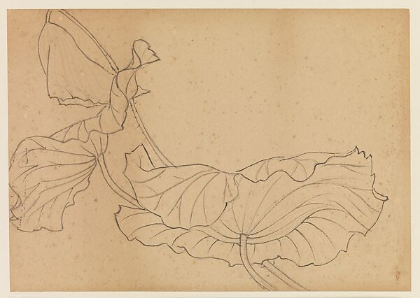 Lotus Studies, Xie Zhiliu (Chinese, 1910–1997), Drawings from a set of eighteen sheets; pencil and ink on paper, China