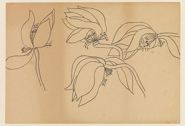 Lotus Studies, Xie Zhiliu (Chinese, 1910–1997), Drawings from a set of eighteen sheets; pencil and ink on paper, China