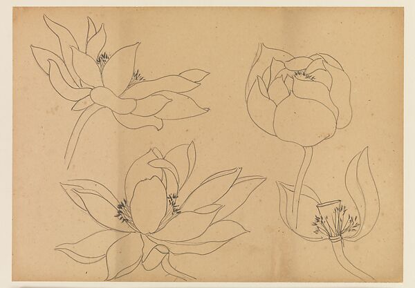 Lotus Studies, Xie Zhiliu (Chinese, 1910–1997), Drawings from a set of eighteen sheets; pencil and ink on paper, China