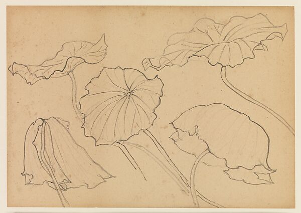 Lotus Studies, Xie Zhiliu (Chinese, 1910–1997), Drawings from a set of eighteen sheets; pencil and ink on paper, China