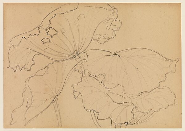 Lotus Studies, Xie Zhiliu (Chinese, 1910–1997), Drawings from a set of eighteen sheets; pencil and ink on paper, China
