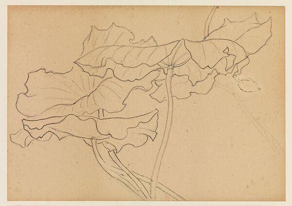 Lotus Studies, Xie Zhiliu (Chinese, 1910–1997), Drawings from a set of eighteen sheets; pencil and ink on paper, China