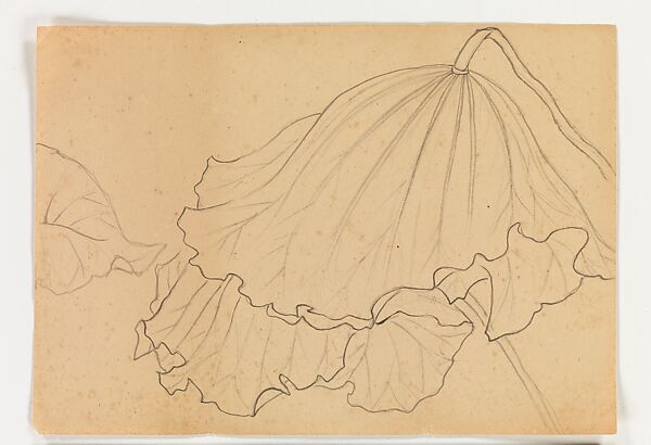 Lotus Studies, Xie Zhiliu (Chinese, 1910–1997), Drawings from a set of eighteen sheets; pencil and ink on paper, China