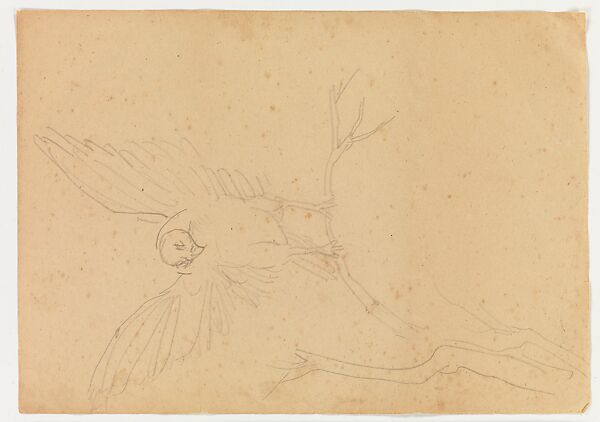 Lotus Studies, Xie Zhiliu (Chinese, 1910–1997), Drawings from a set of eighteen sheets; pencil and ink on paper, China