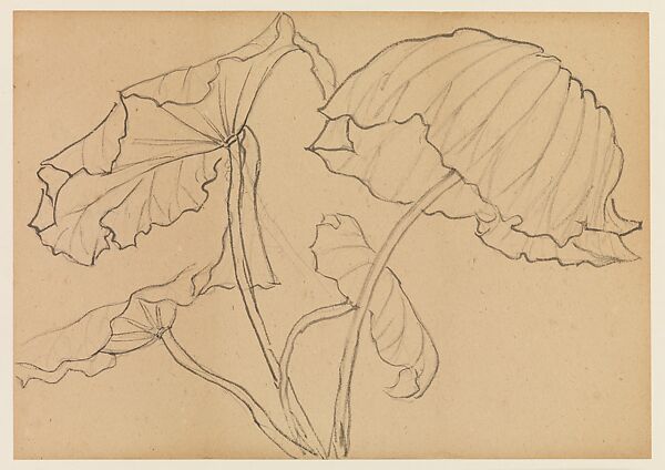 Lotus Studies, Xie Zhiliu (Chinese, 1910–1997), Drawings from a set of eighteen sheets; pencil and ink on paper, China