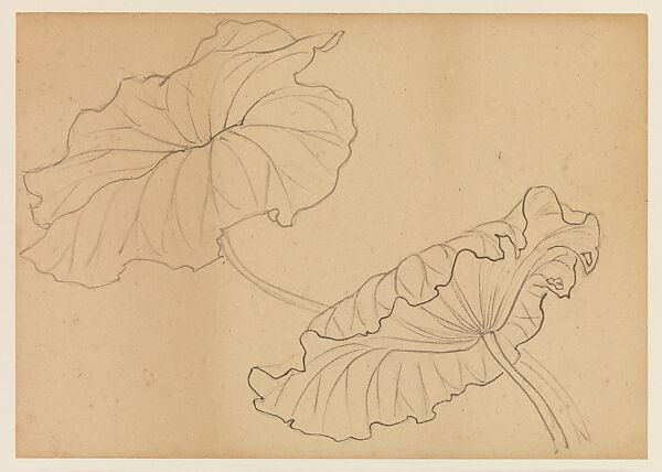 Lotus Studies, Xie Zhiliu (Chinese, 1910–1997), Drawings from a set of eighteen sheets; pencil and ink on paper, China