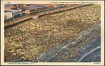 A Typical Crowd on a Hot Day at Coney Island, New York, Photomechanical print