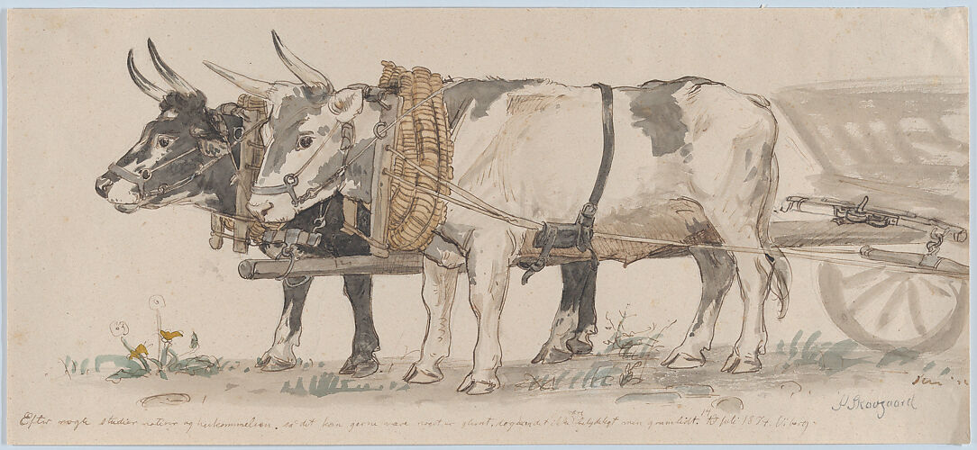 Two Oxen Pulling a Cart