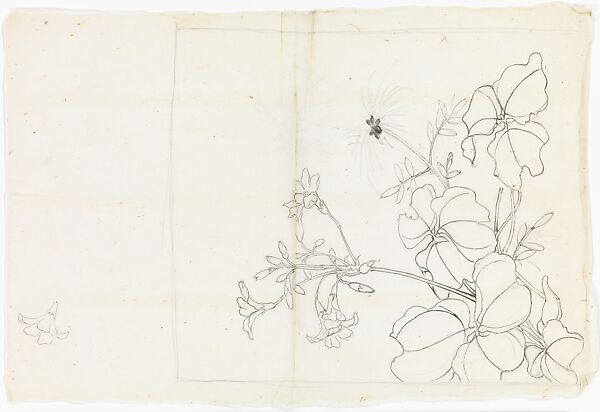 Flowering Plant, Xie Zhiliu (Chinese, 1910–1997), Unmounted drawing; ink on paper, China 