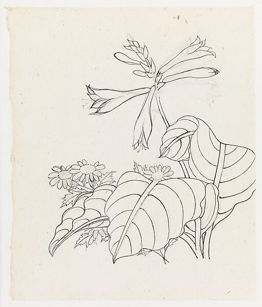 Hosta and Asters, Xie Zhiliu (Chinese, 1910–1997), Drawing;  pencil and ink on paper, China 