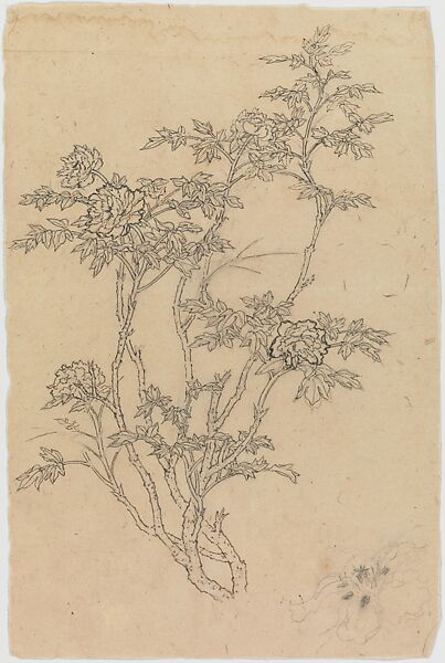 Flower Studies, Xie Zhiliu (Chinese, 1910–1997), Unmounted drawing; pencil and ink on paper, China 