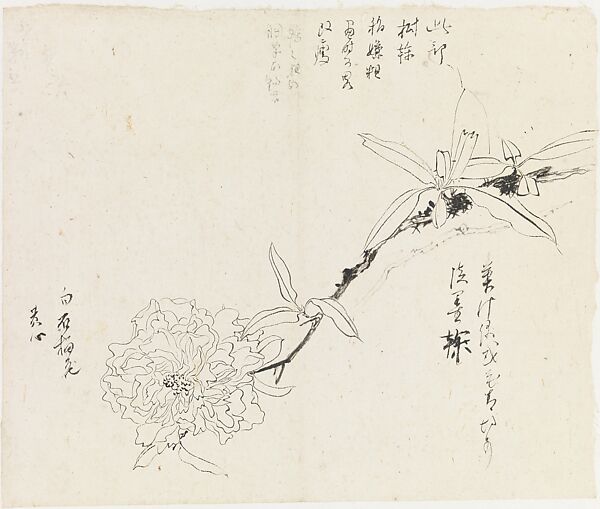 Flower, Xie Zhiliu (Chinese, 1910–1997), Drawing; ink on paper, China 