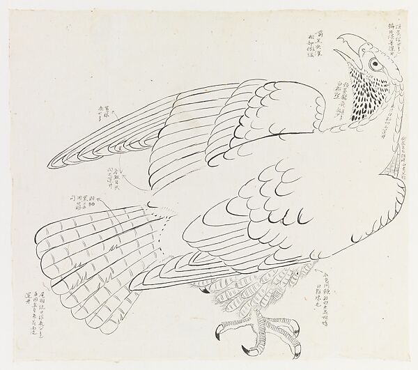 Hawk with notes, Xie Zhiliu (Chinese, 1910–1997), Ink on paper, China 