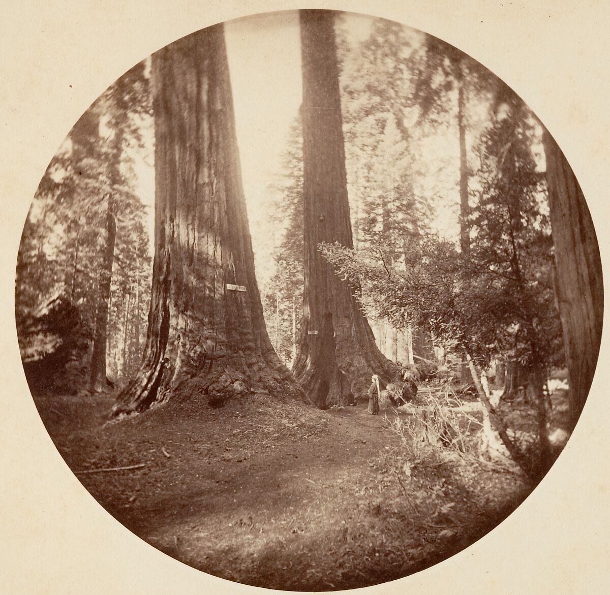 Old Dominium and Uncle Tom's Tavern. Calaveras Grove, Carleton E. Watkins (American, 1829–1916), Albumen silver print from glass negative 