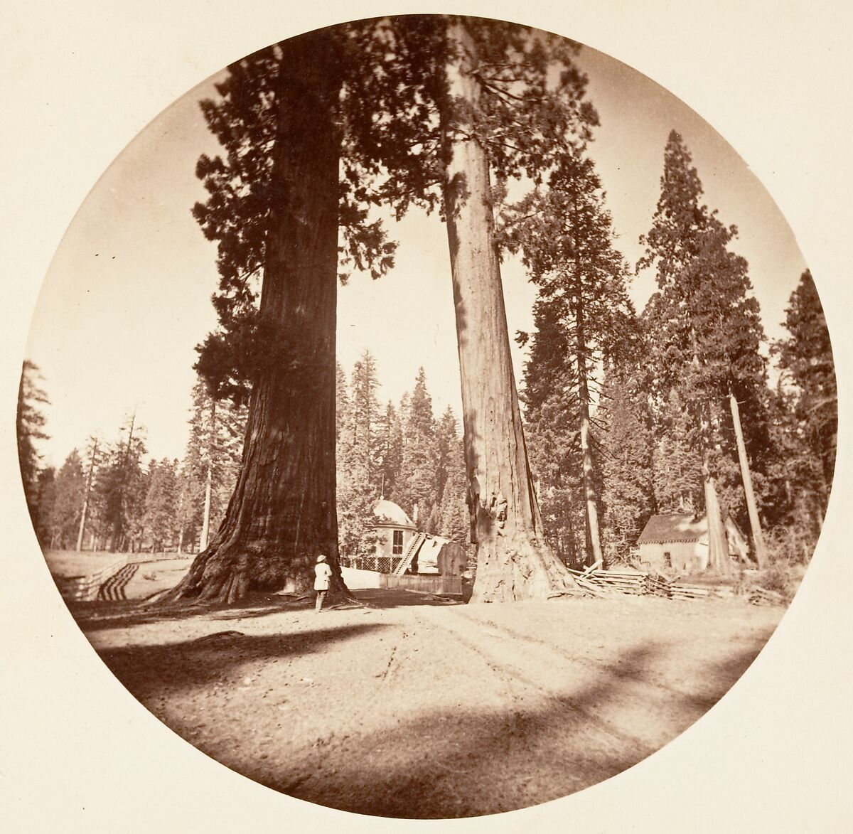 The Sentinels - Calaveras Grove, Carleton E. Watkins (American, 1829–1916), Albumen silver print from glass negative 