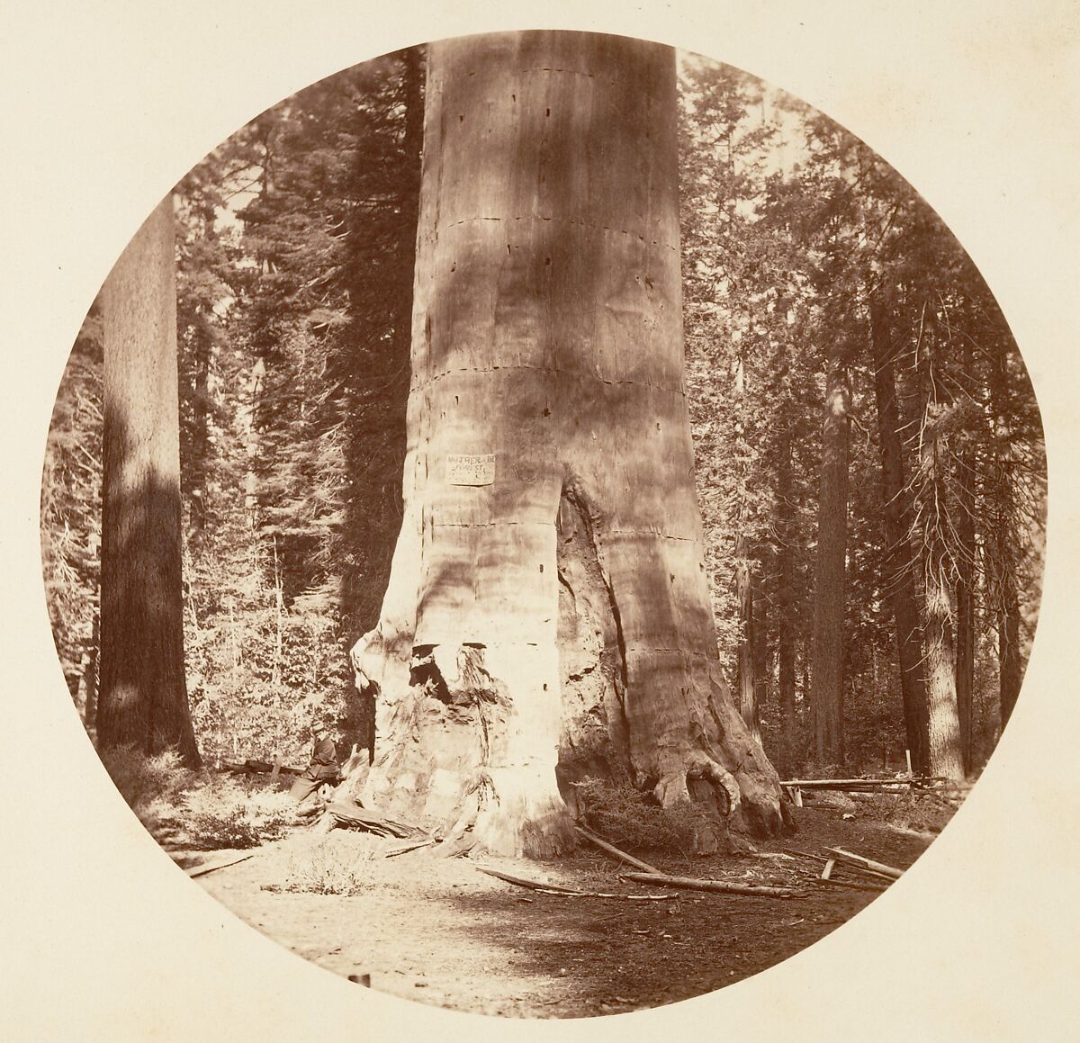 The Mother of the Forest - Calaveras Grove, Carleton E. Watkins (American, 1829–1916), Albumen silver print from glass negative 