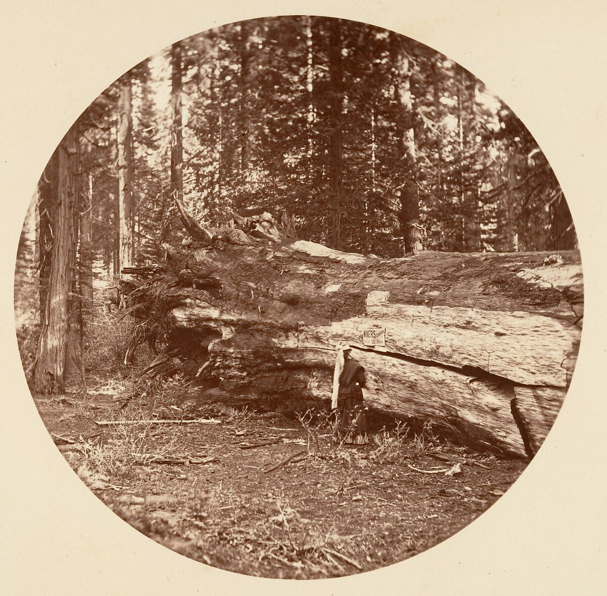 The Miners Cabin - Calaveras Grove, Carleton E. Watkins (American, 1829–1916), Albumen silver print from glass negative 