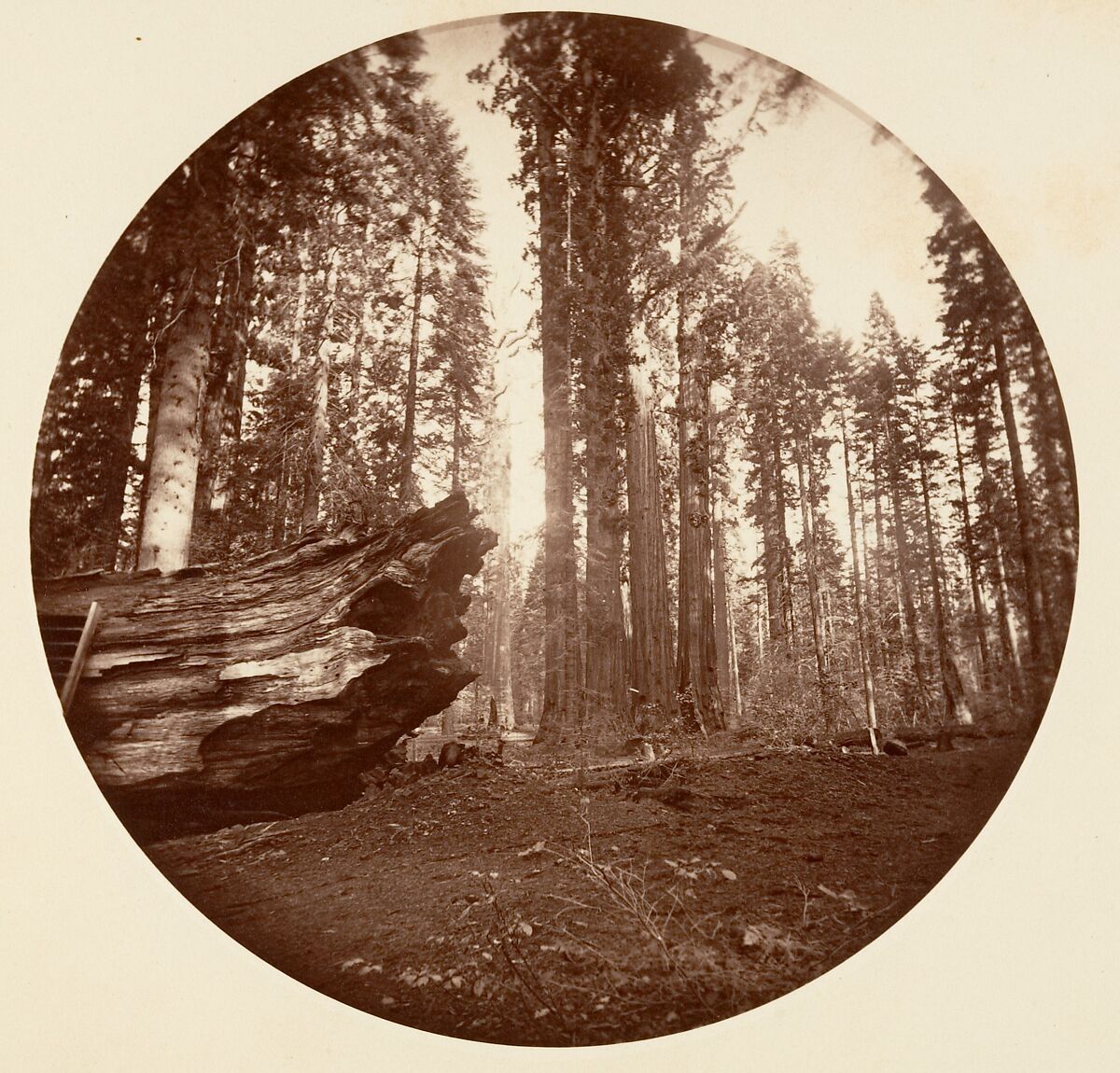 The Mother of the Forest From the Father of the Forest - Calavaras Grove, Carleton E. Watkins (American, 1829–1916), Albumen silver print from glass negative 