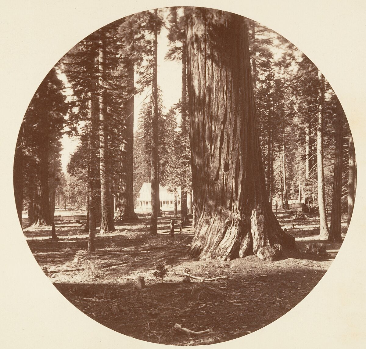 The Mammoth Grove Hotel from the Grove - Calaveras, Carleton E. Watkins (American, 1829–1916), Albumen silver print from glass negative 
